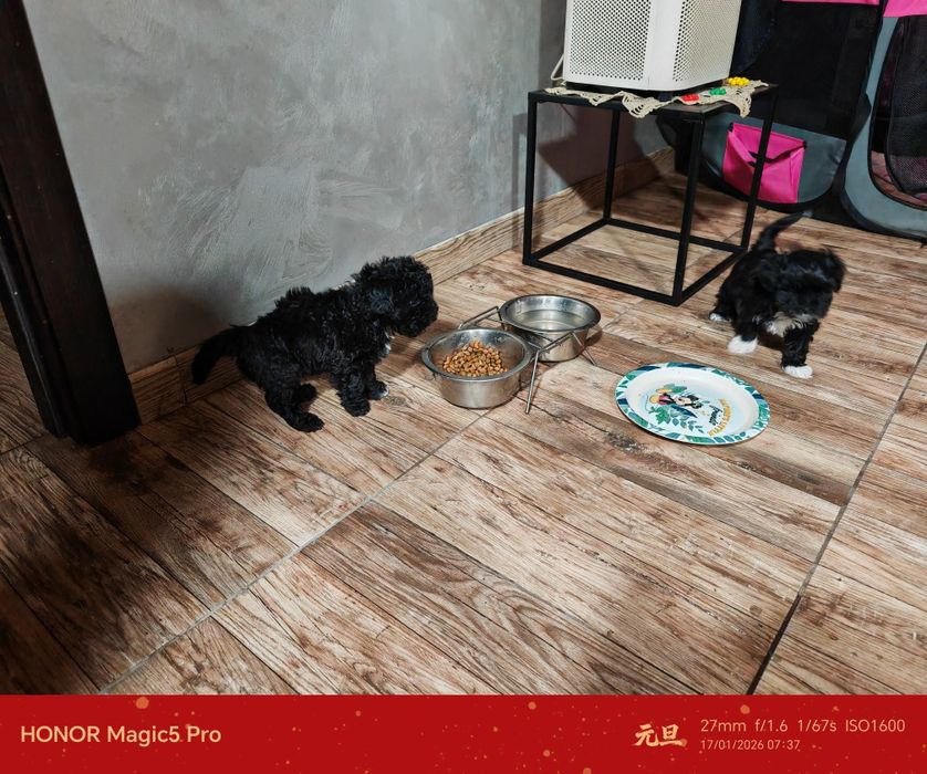 Pui bishon 6 săptămâni