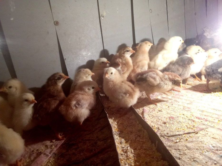 Juja joʻja жужа жужалар