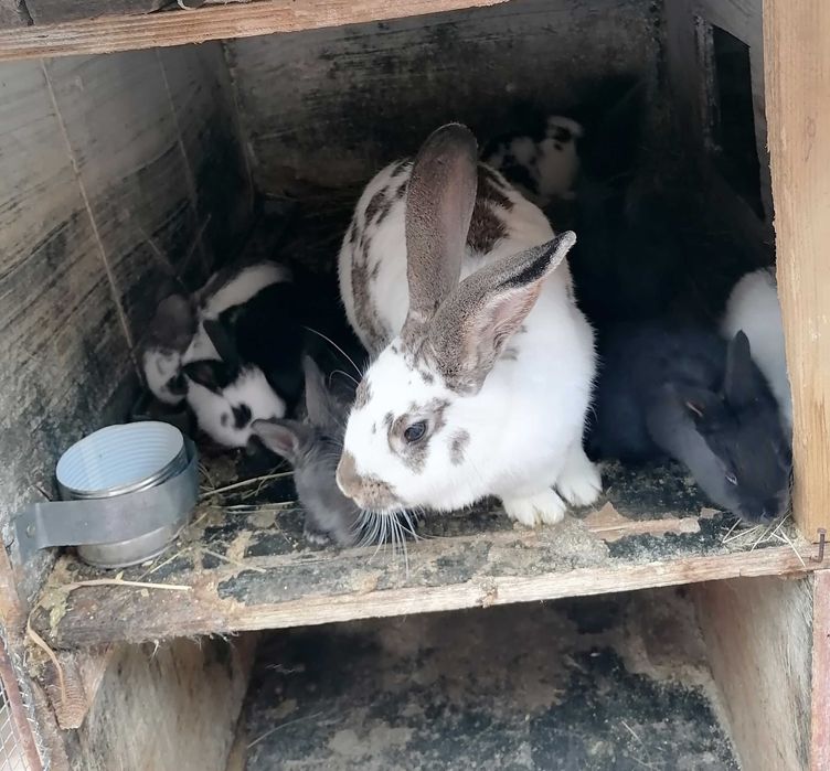 Свободни зайчета