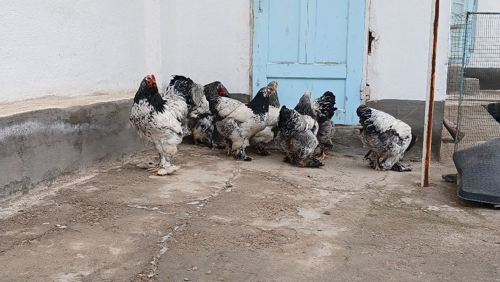 Brama tochkaliklar sptuvda