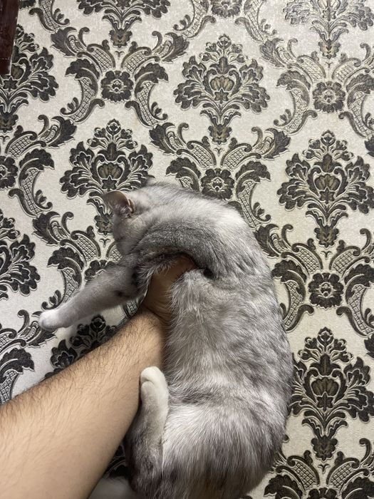 Скотиш страйт серебристий