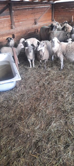 Vând 15 oii metiș de carne cu mieii