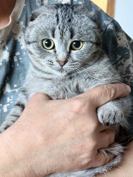 Котята в хорошие руки