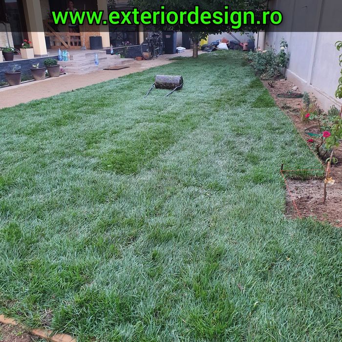 Chiparos Leylandii 1–4m ideal gard viu des, livrare rapidă + montaj
