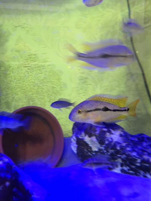 Рыбки аквариумные