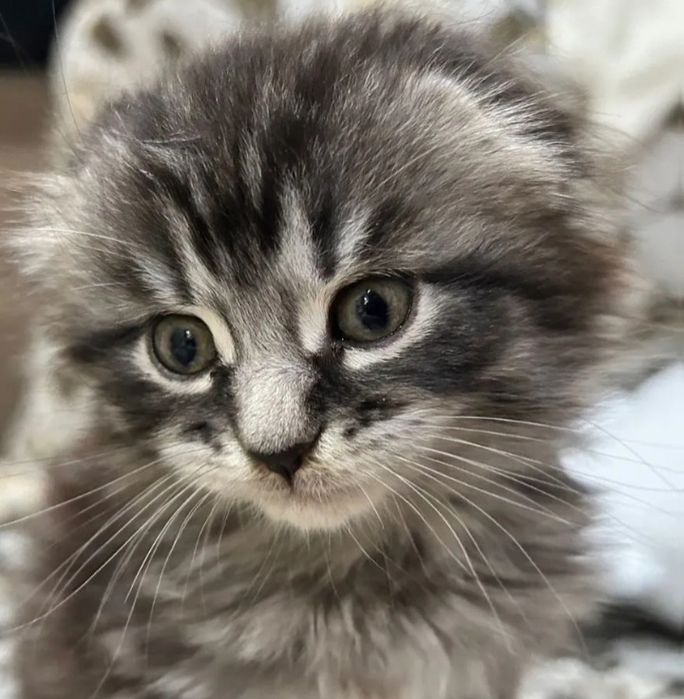 Скоттиш фолд вислоухий