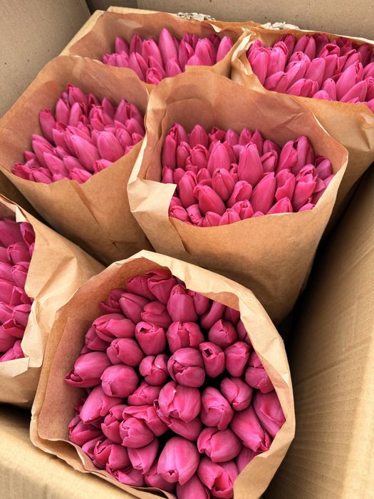 Премиум тюльпаны