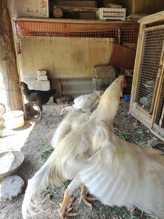 Дакан бойцовый туляк сатылады