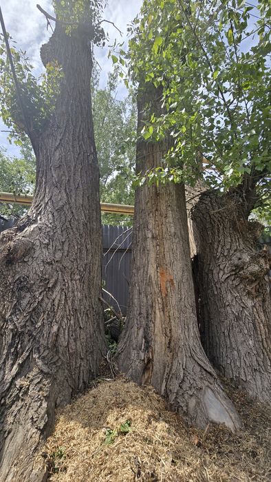 Тополя под снос высокие