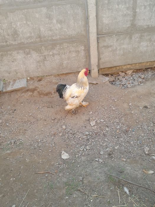 Брам питух чистокровный