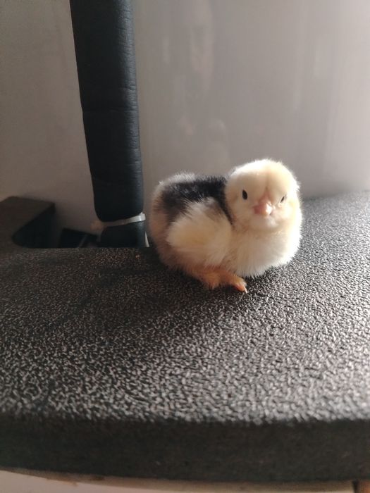 Pui brahma pe diferite culori!