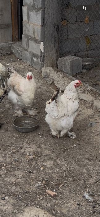 Продам куры брама