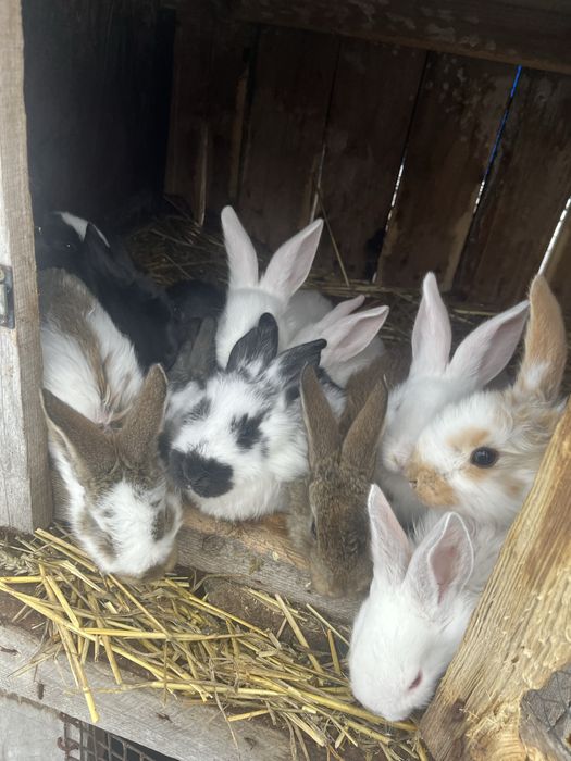 Vand pui de iepure varsta 2 luni