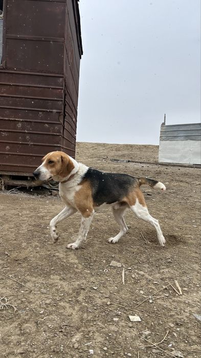 Собака гоншак кобель