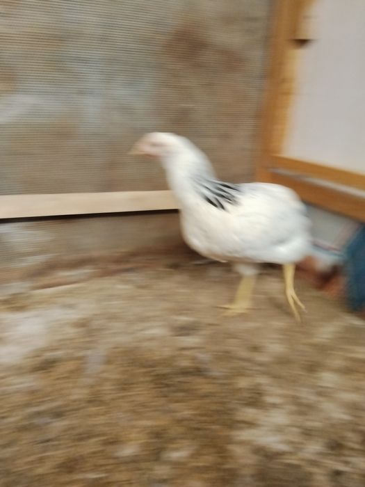 Adler tovuqlar sotiladi 2 dona