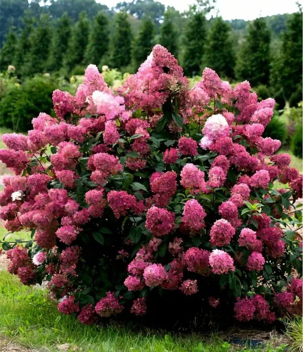 Гортензия саженцы