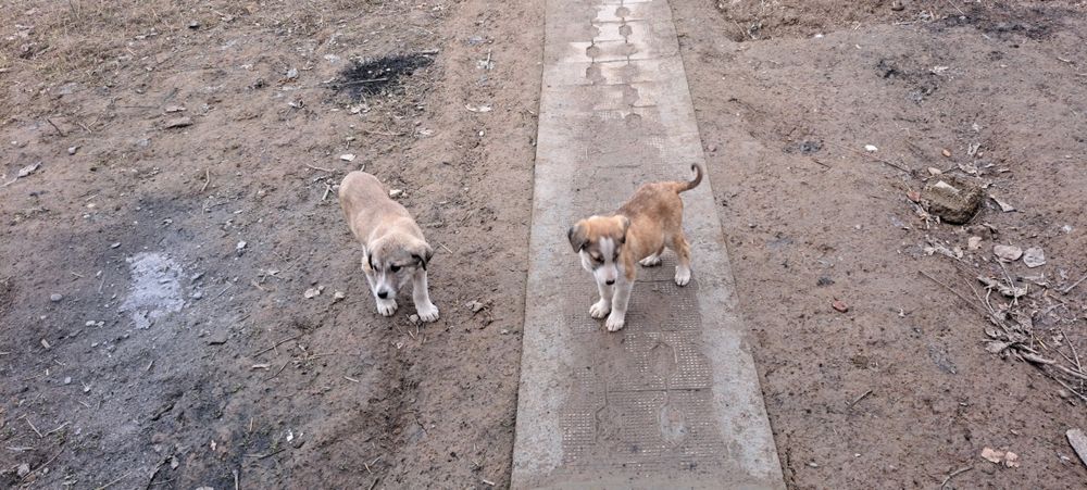 Кучук боллари соглом