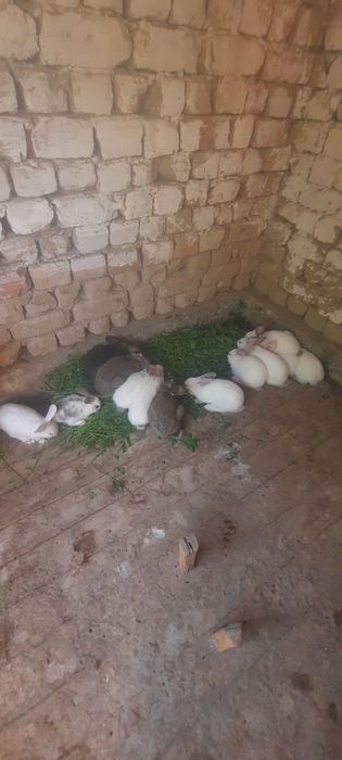 Коян 2 ай болған