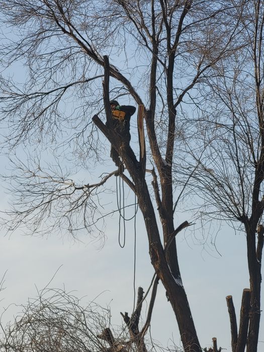 Спил деревьев агаш кесемиз