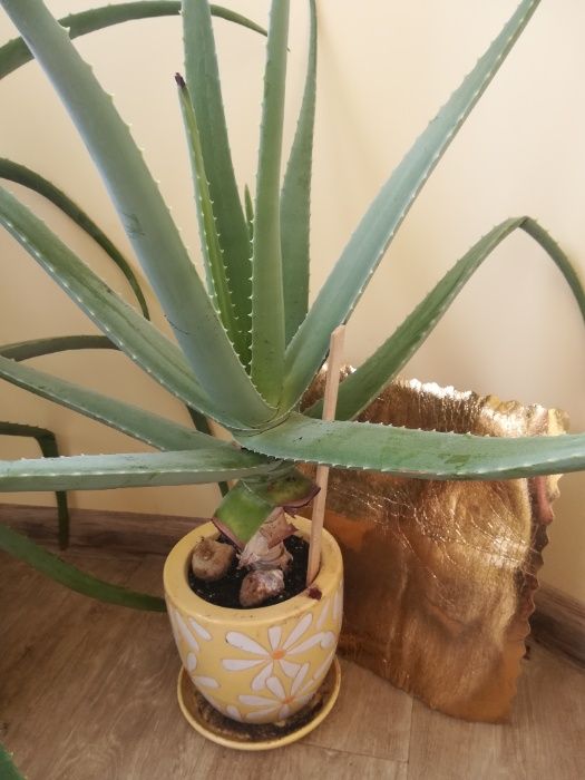 Алое Вера в саксии