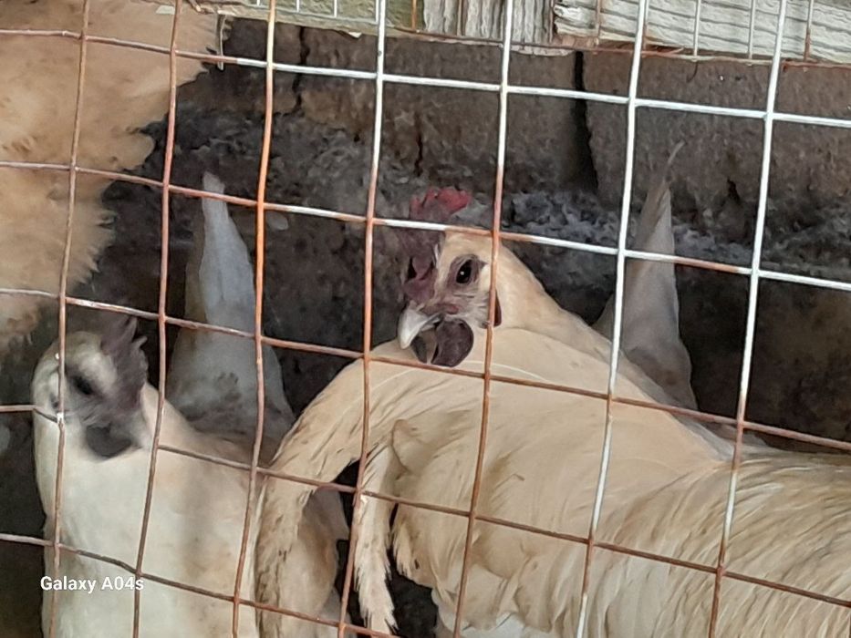 Uruĝlangan tuxumlar