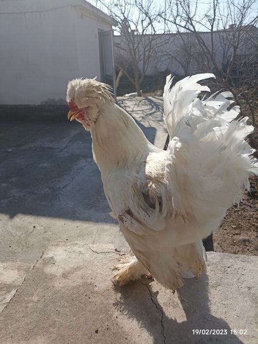 Brama sotiladi narxi 400 kami yoq