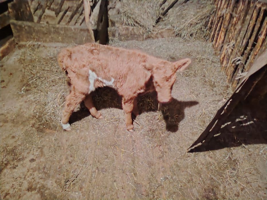 Тёлочка телочка телочка