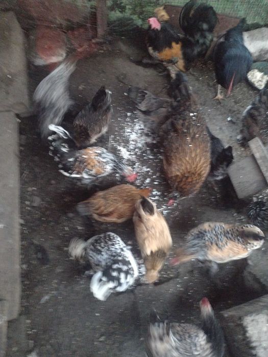 Vând ouă pentru incubat găini pitice