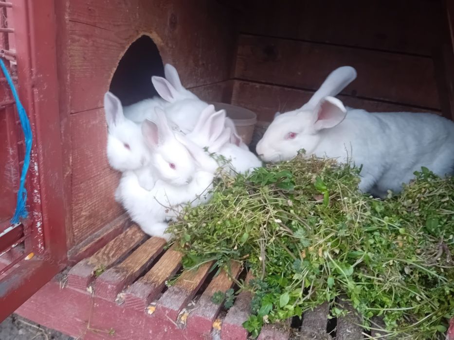 Iepuraș de6 saptamini de vinzare