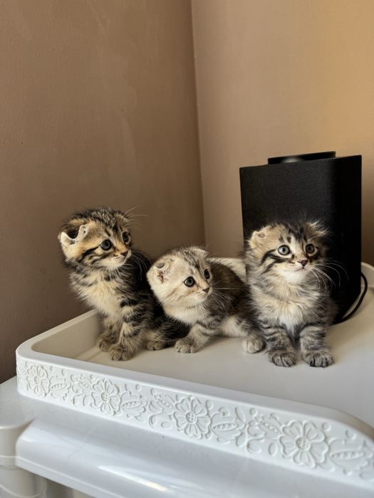 Котята породистые