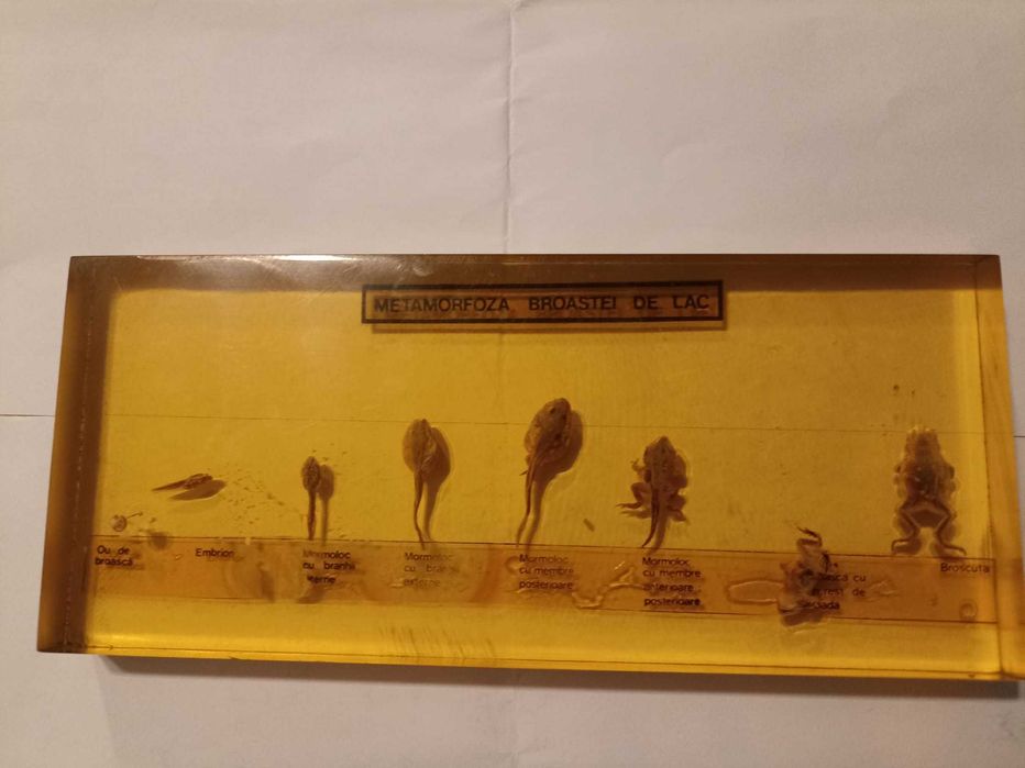 Metamorfoza broaștei de lac . Material didactic. Ceausescu. Comunism
