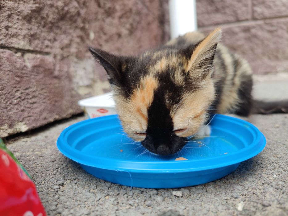Котенок в добрые руки