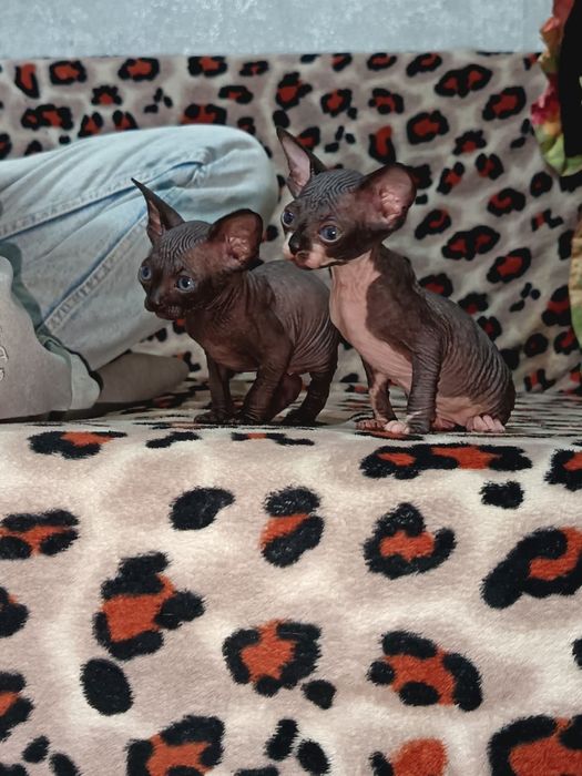 Продам сфинксов 2месяца