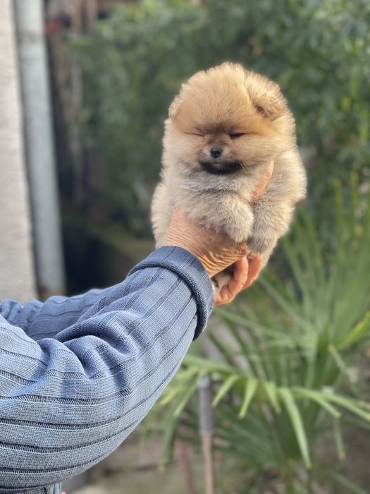 Мини Померанчета