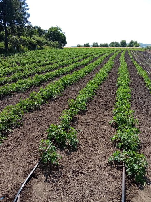 Vind roșii  și gogonele ideale  pentru bulion și pentru murat