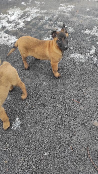 Donez pui Ciobanesc belgian malinois