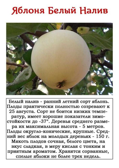 продам саженцы яблони