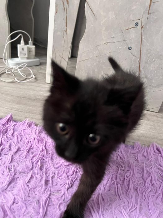 Отдам котёнка в добрые руки