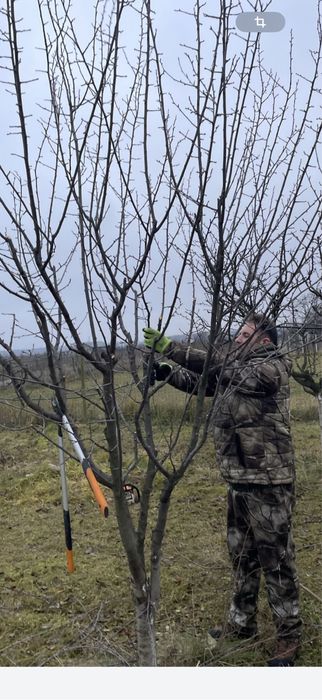 Tăiere /cosmetizare pomi Fructiferi !