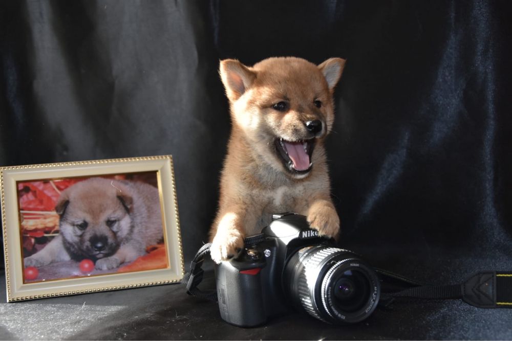 Щенки сиба ину