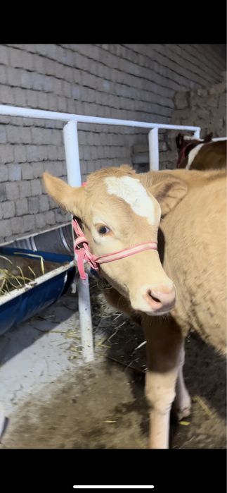 Gibrit buqacha sotiladi