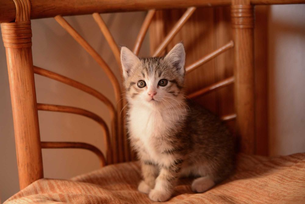 Котенок  мальчик