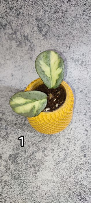 Хойи в наличии, наборы хой