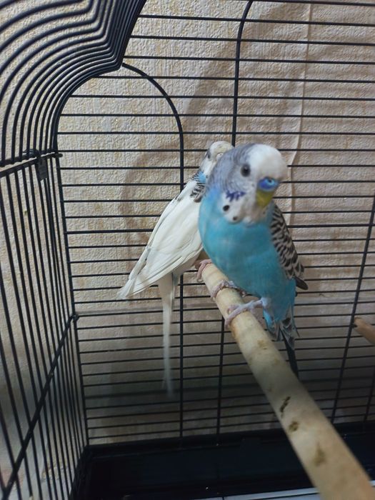 Волнистые папугаи готовая пара