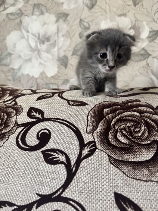 Отдам котенка девочка