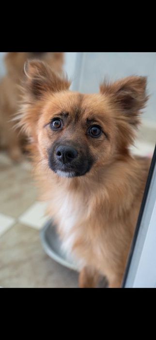 Кученца/котенце за осиновяване