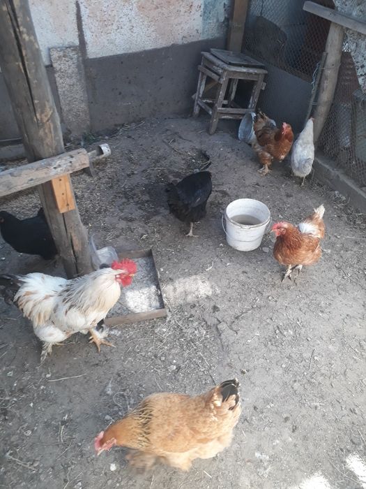 Продам куреи цыплят