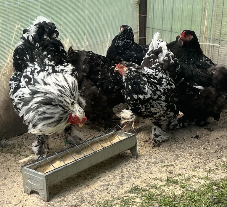 Oua incubat Brahma negru bobat