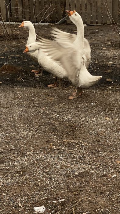 Қазы сатылады.