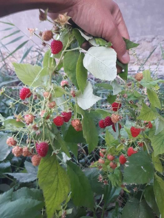 Малина сорт Делнива, Маравилла, Маргаритта, Полка, Полана , Энросадира